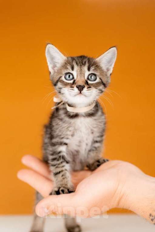 Кошки в Москве: Котята от сибирской мамы — 1,5 месяца в добрые руки Мальчик, Бесплатно - фото 8