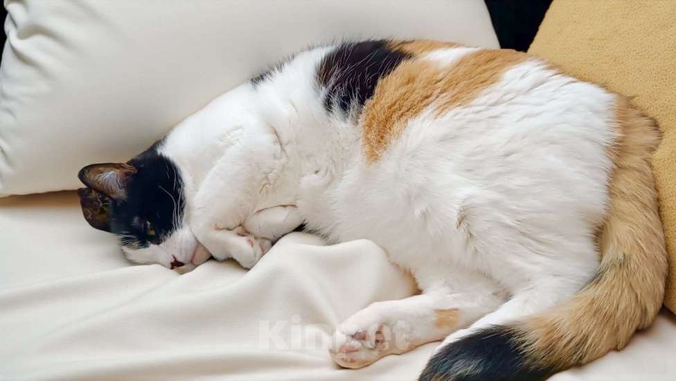 Кошки в Москве: Меня зовут Плюша. Ищу человека с большим и добрым сердцем 🐾 Девочка, 300 руб. - фото 3