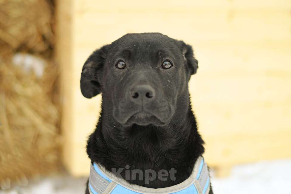 Собаки в Москве: щенок Грей ищет семью Мальчик, Бесплатно - фото 1