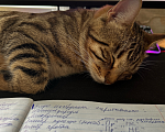 Кошки в Калуге: Кот даром Мальчик, Бесплатно - фото 1
