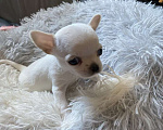 Собаки в других городах Московской области: Продам мини чихуахуа Девочка, 80 000 руб. - фото 4