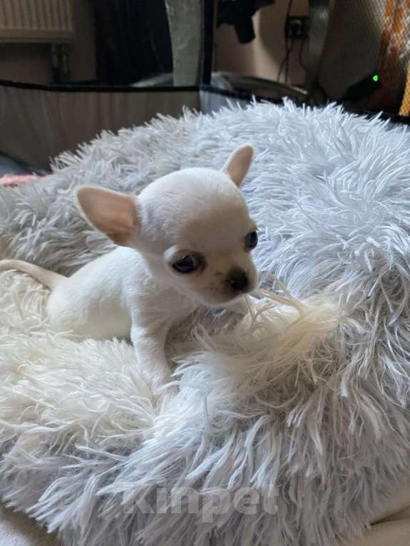 Собаки в других городах Московской области: Продам мини чихуахуа Девочка, 80 000 руб. - фото 4