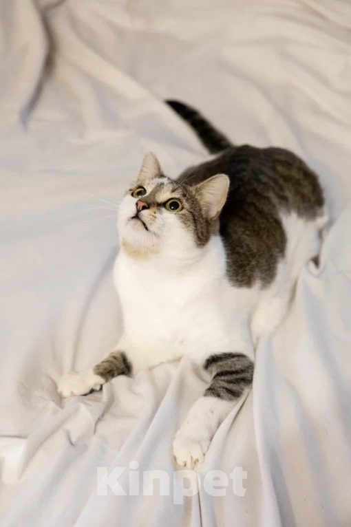 Кошки в Москве: ласковый котик Бантик ищет дом Мальчик, Бесплатно - фото 3