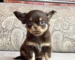 Собаки в Москве: Щенки чихуахуа Мальчик, Бесплатно - фото 2