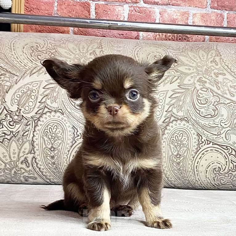 Собаки в Москве: Щенки чихуахуа Мальчик, Бесплатно - фото 2