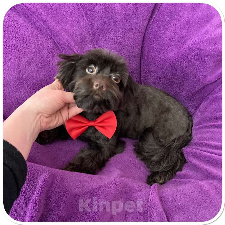 Собаки в Москве: Йорк девочка крупная и взрослая горький шоколад Девочка, 45 000 руб. - фото 9