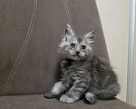 Кошки в Новосибирске: Котёнок мейн-кун Мальчик, 40 000 руб. - фото 1
