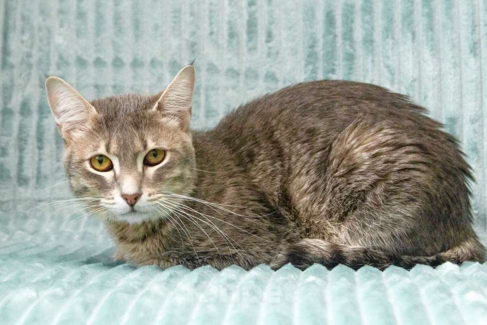 Кошки в Москве: Роскошный кот Мажор ищет дом, в добрые руки Мальчик, Бесплатно - фото 5