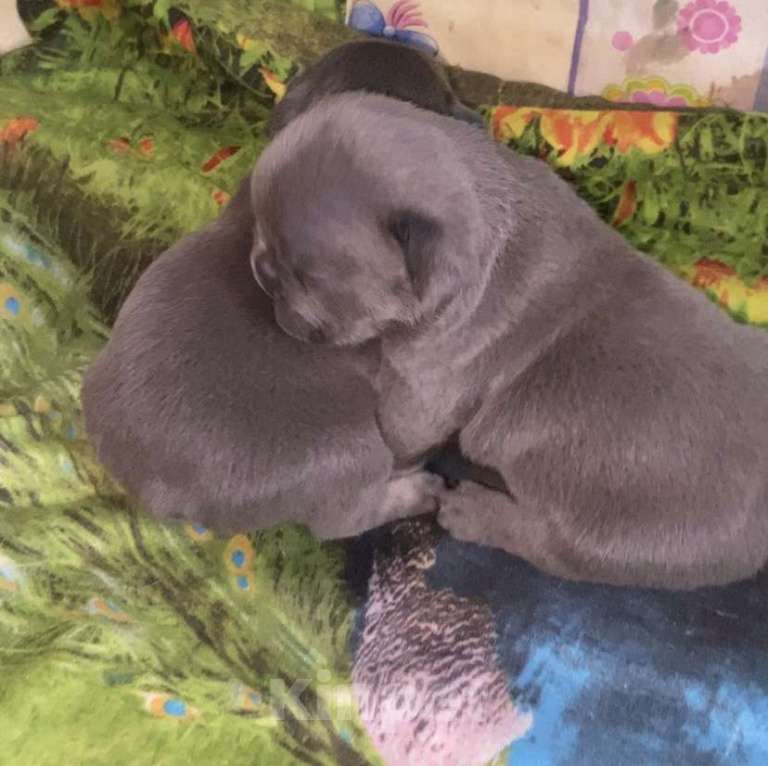 Собаки в Нижнем Новгороде: Щенки французского бульдога Мальчик, 60 000 руб. - фото 3