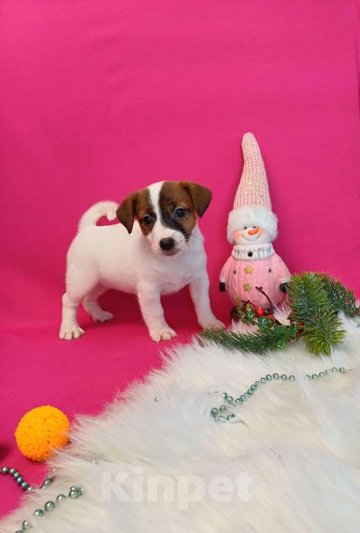 Собаки в Иркутске: Девочки и мальчики Джек Рассел терьер  Девочка, 35 000 руб. - фото 5