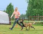 Собаки в Новосибирске: Щенки бельгийской овчарки малинуа Девочка, 45 000 руб. - фото 5