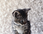 Кошки в Санкт-Петербурге: Котенок Мальчик, Бесплатно - фото 3