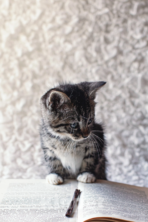 Кошки в Санкт-Петербурге: Котенок Мальчик, Бесплатно - фото 3