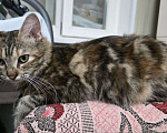 Кошки в Москве: ласкова кошка с уникальным окрасом  Девочка, Бесплатно - фото 2