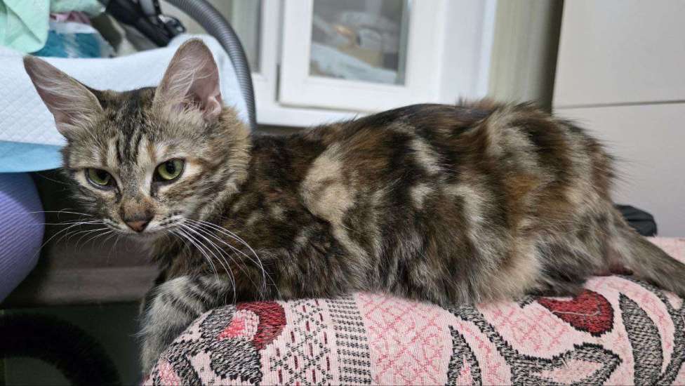 Кошки в Москве: ласкова кошка с уникальным окрасом  Девочка, Бесплатно - фото 2