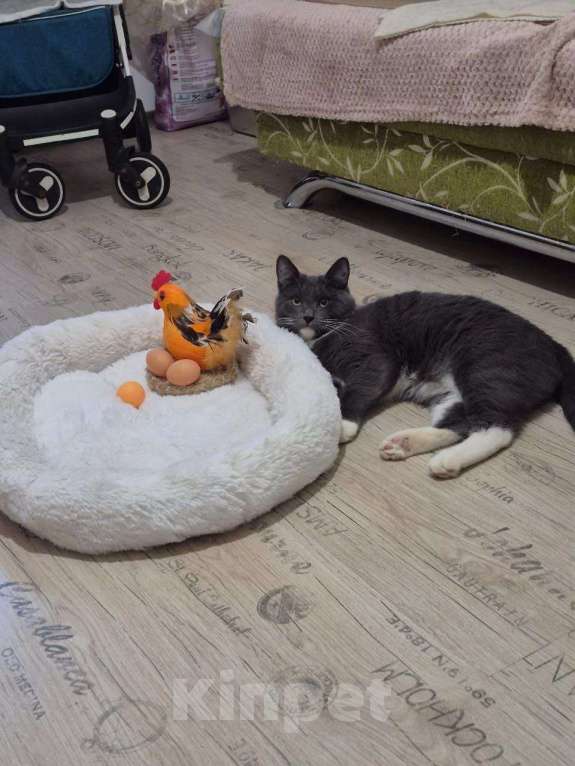 Кошки в Москве: Ласковый красавец молодой котик Митя ищет семью! Мальчик, Бесплатно - фото 2