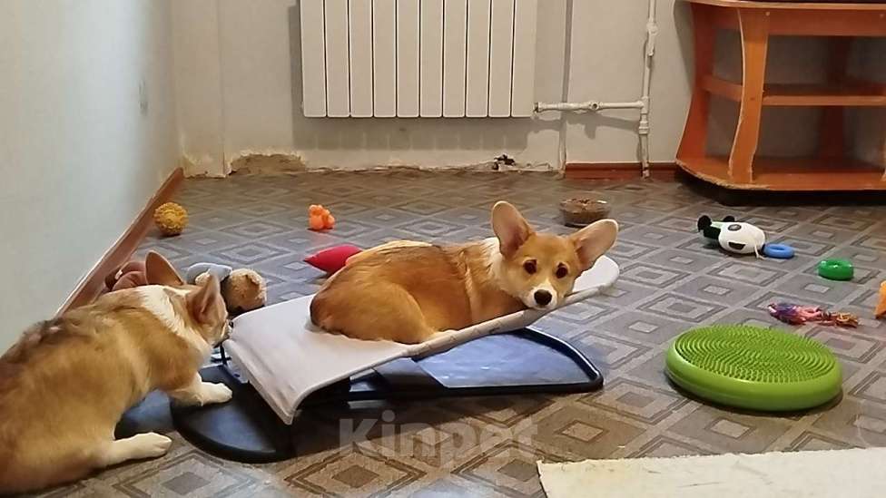 Собаки в других городах Тверской области: Щëголь из Дома Левшовой Мальчик, Бесплатно - фото 2