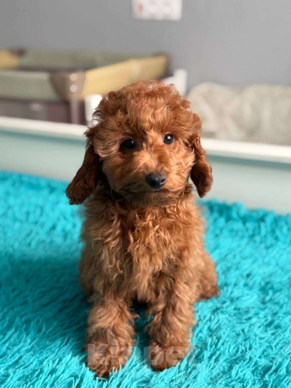 Собаки в Мытищах: Миниатюрный пудель Адель Девочка, 60 000 руб. - фото 1