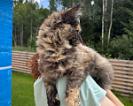 Кошки в других городах Ленинградской области: Котёнок мейн-кун Девочка, 30 000 руб. - фото 3