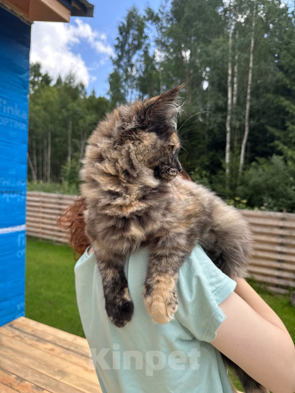 Кошки в других городах Ленинградской области: Котёнок мейн-кун Девочка, 30 000 руб. - фото 3