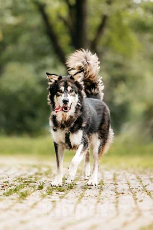 Собаки в Москве: Крутой пес ищет семью Мальчик, Бесплатно - фото 4