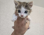 Кошки в Москве: Котенок в добрые руки Девочка, Бесплатно - фото 1
