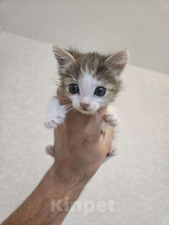 Кошки в Москве: Котенок в добрые руки Девочка, Бесплатно - фото 1