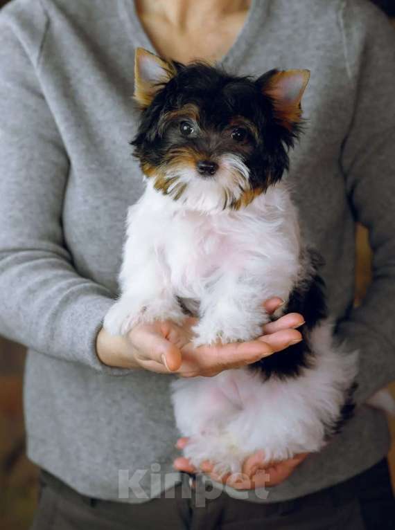 Собаки в Калининграде: Щенок (девочка) бивер терьеров. Девочка, Бесплатно - фото 5