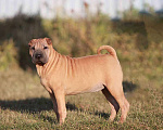 Собаки в Екатеринбурге: Шарпей девочка красавица Девочка, 30 000 руб. - фото 1
