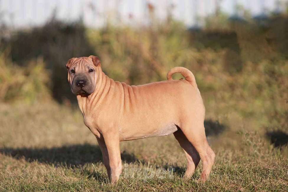 Собаки в Екатеринбурге: Шарпей девочка красавица Девочка, 30 000 руб. - фото 1