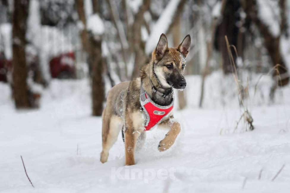 Собаки в Москве: Оленёнок Мия Девочка, Бесплатно - фото 3