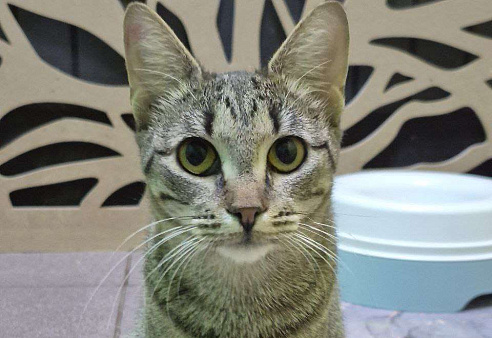 Игривая кошечка с медовыми глазами ищет лучший дом