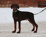 Собаки в Лысьве: Купить щенка добермана Пермь Мальчик, 110 000 руб. - фото 3