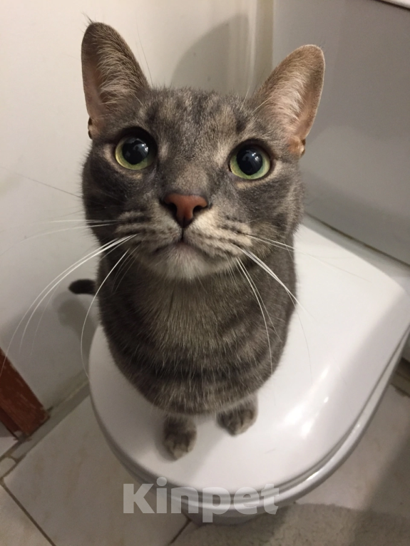 Кошки в Подольске: ПОТЕРЯЛСЯ КОТ!❗️ Мальчик, 1 руб. - фото 5