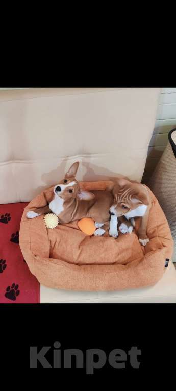 Собаки в Москве: Басенджи Разнополые, 30 000 руб. - фото 1