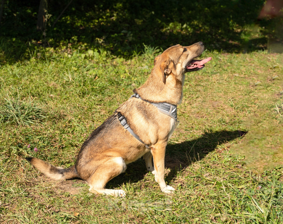 Собаки в Москве: Лучший друг в добрые руки Мальчик, Бесплатно - фото 4