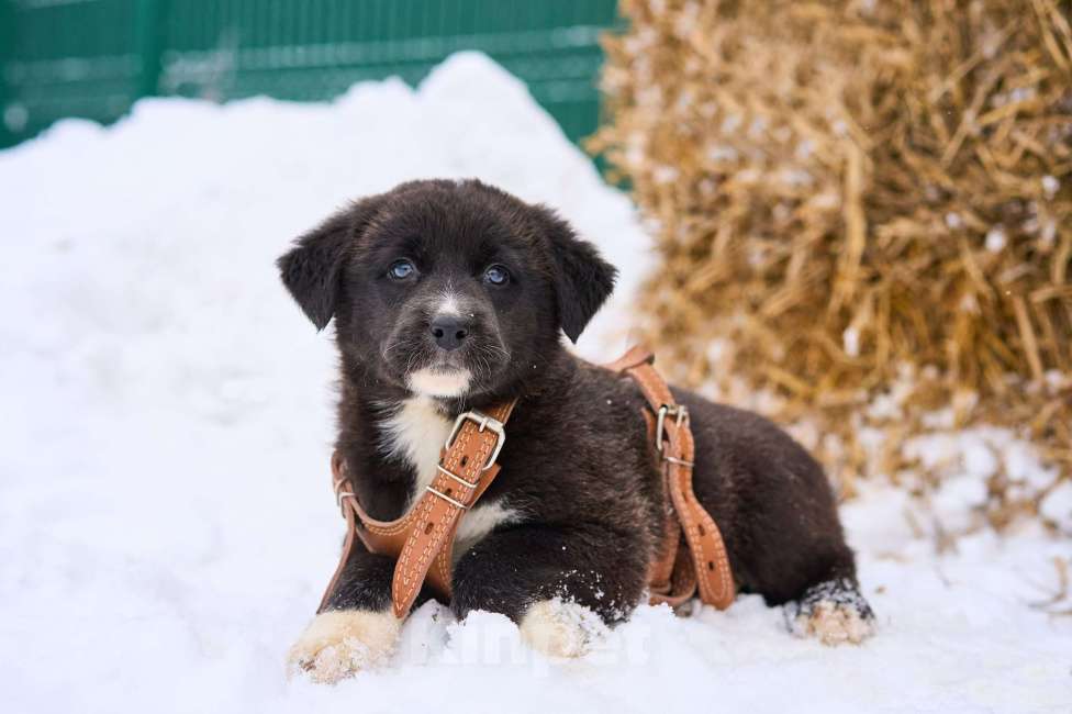 Собаки в Москве: классные щенки в поисках дома Мальчик, Бесплатно - фото 2