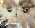 Собаки в Красноярске: Продам щенков померанского шпица Мальчик, Бесплатно - фото 2