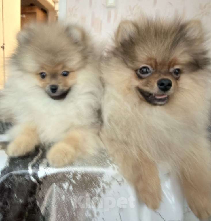 Собаки в Красноярске: Продам щенков померанского шпица Мальчик, Бесплатно - фото 2