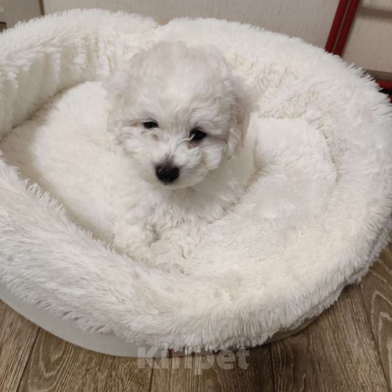 Собаки в Лермонтове: Мальчик и девочка бишон фризе Мальчик, 45 000 руб. - фото 4