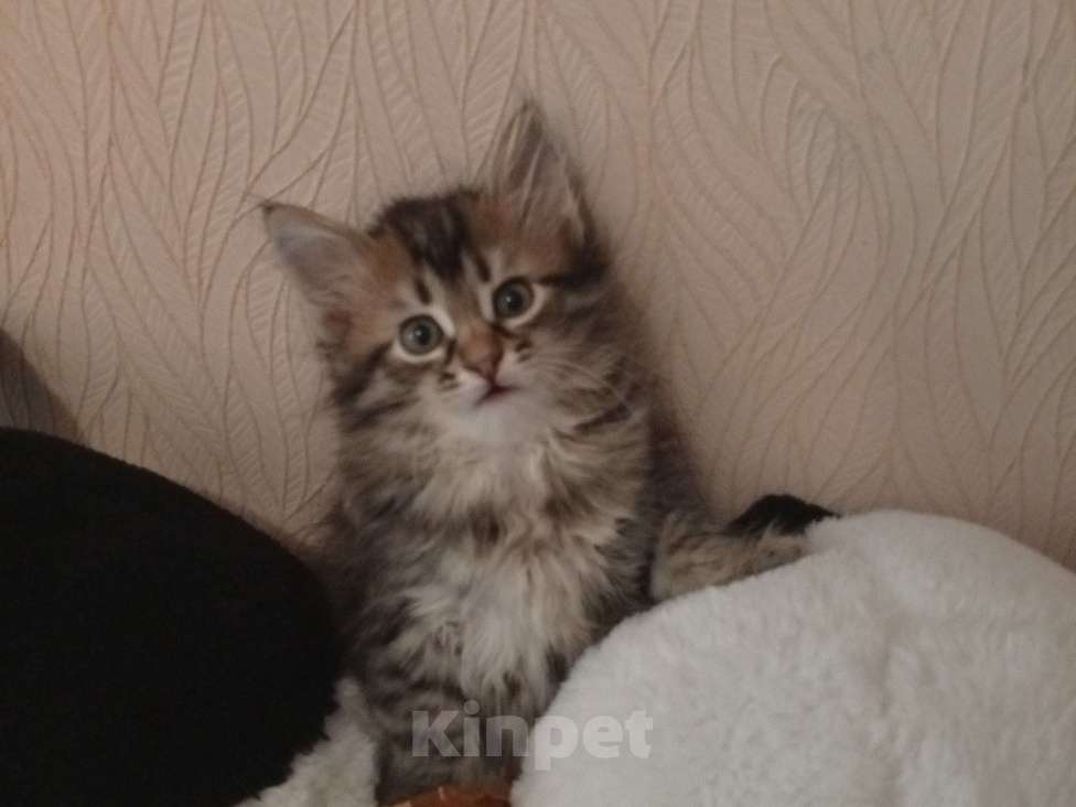 Кошки в Москве: Игрунка Девочка, Бесплатно - фото 1