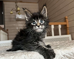 Кошки в Москве: Мейн-Кун мальчишка Мальчик, 65 000 руб. - фото 2