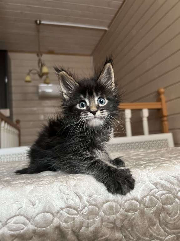 Кошки в Москве: Мейн-Кун мальчишка Мальчик, 65 000 руб. - фото 2