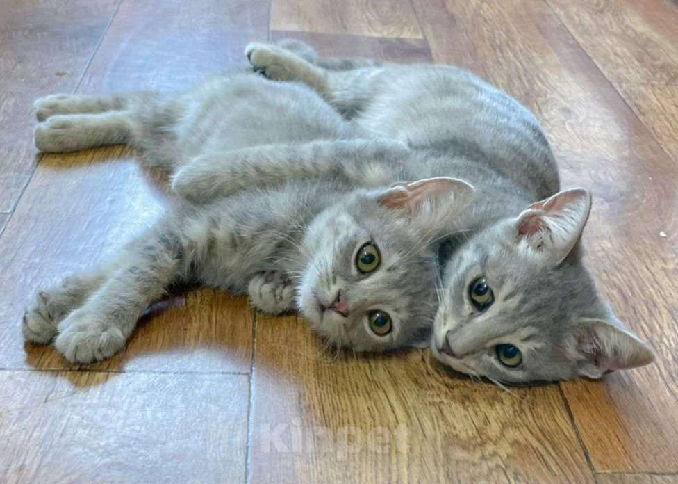 Кошки в Москве: Котята-неразлучники ищут дот Девочка, Бесплатно - фото 1