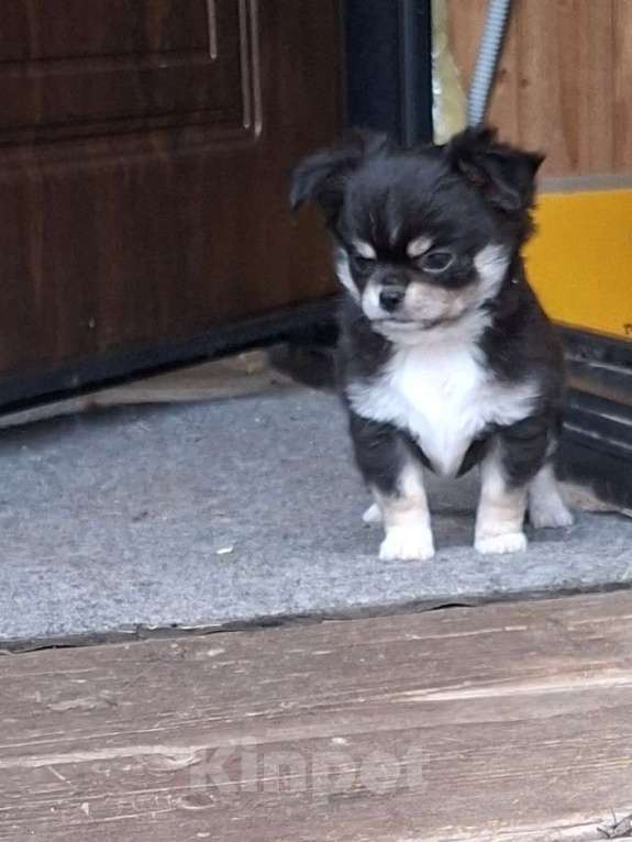 Собаки в других городах Калужской области: Мальчик триколор Мальчик, 50 000 руб. - фото 5