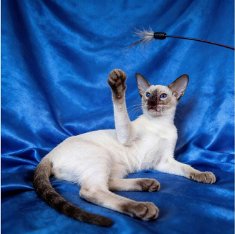 Ориентальные котята