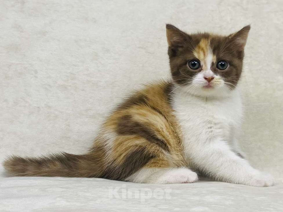 Кошки в Люберцах: Британская кошечка Девочка, 50 000 руб. - фото 6