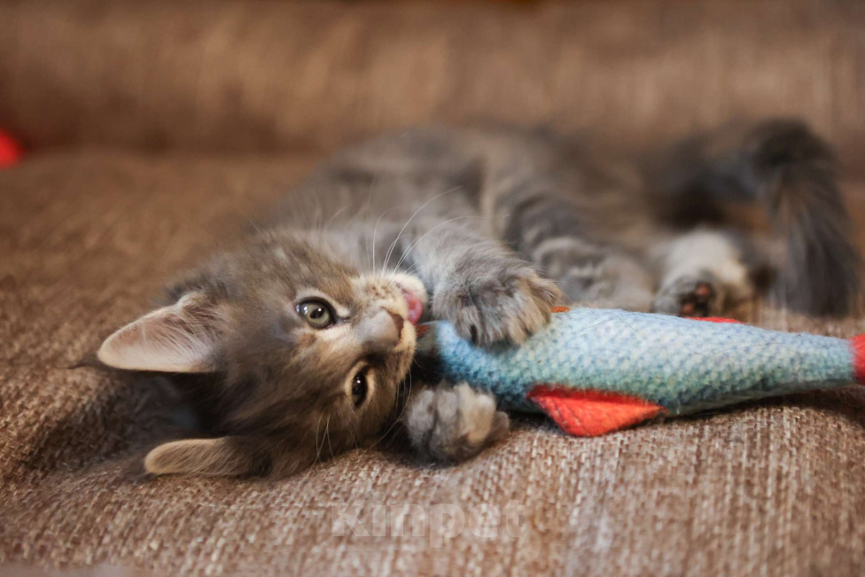 Кошки в Москве: Котенок мейн-кун Девочка, 55 000 руб. - фото 5