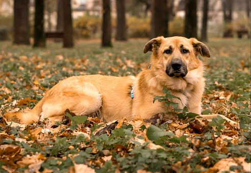 Собака в добрые руки бесплатно Москва