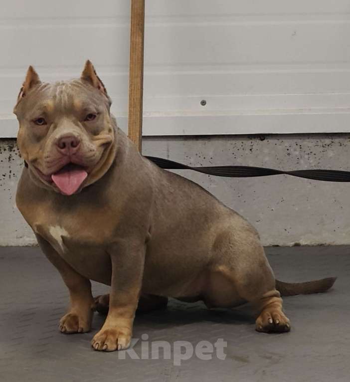 Собаки в других городах Ленинградской области: Американский булли Девочка, 100 000 руб. - фото 4